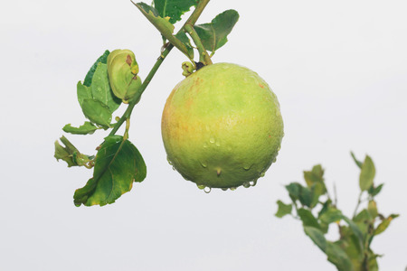 Mature lemons on tree