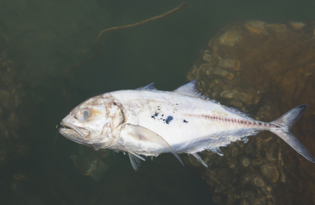 Dead fish in the seaの写真素材