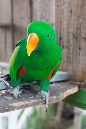 beautiful Green Parrot in Thailand farm