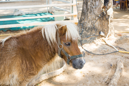 dwarf horse in Thailand farmの写真素材