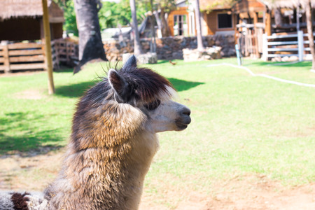 Alpaca in Thailand farmの写真素材