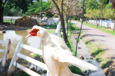 White Duck  in Thailand farmの写真素材