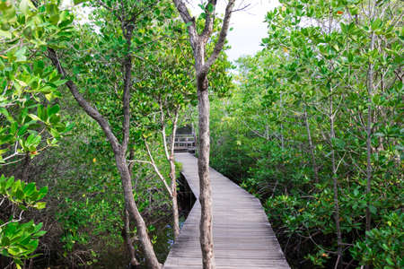 The forest mangrove at Chanthaburi, Thailandの写真素材
