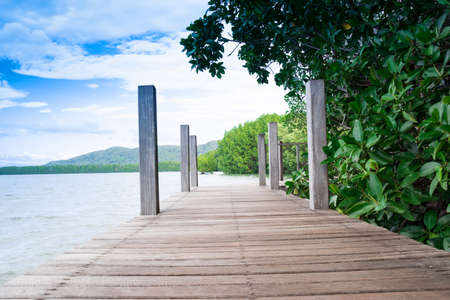 The forest mangrove at Chanthaburi, Thailandの写真素材
