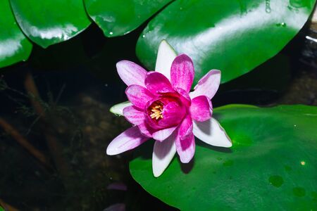lotus flower in pondの写真素材
