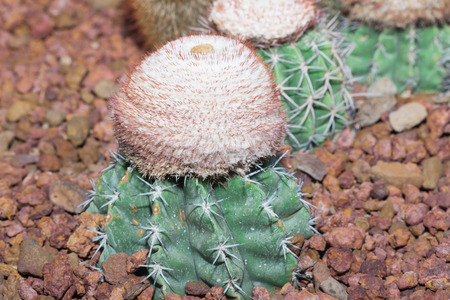 beautiful Cactusの写真素材