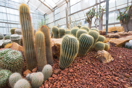 Cactus Garden