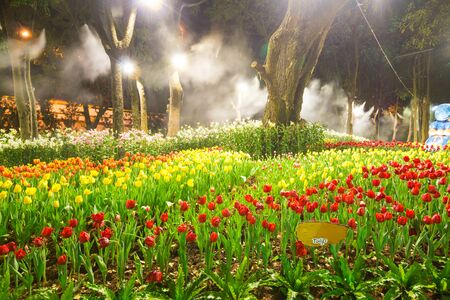 tulip in the gardenの写真素材