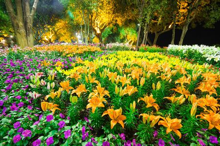 tulip in the gardenの写真素材