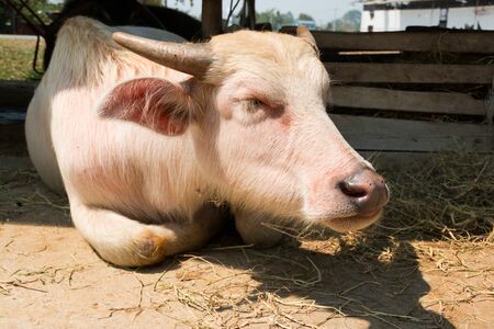 White buffalo in Thailand farmの写真素材