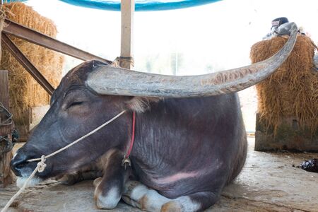 Black Thai buffalo in Thailand farmの写真素材