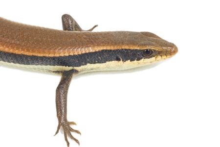 Close up of a colorful wild lizard Agamidae isolate on whiteの写真素材