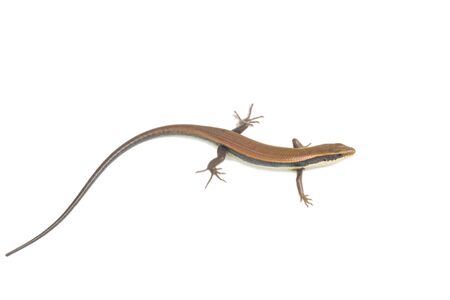 Close up of a colorful wild lizard Agamidae isolate on whiteの写真素材