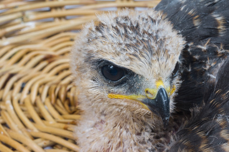 young eagle on Hawks nestの写真素材