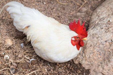 Bantam white color