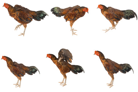 beauty of fighting cocks in Thailand,gamecocksの写真素材