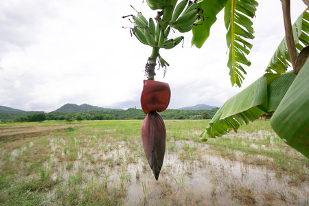 banana blossom and bananas bunch on Rice field backgroundの写真素材
