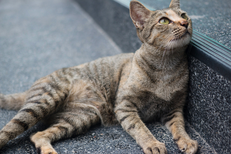Tabby cat lying on the pavementの写真素材