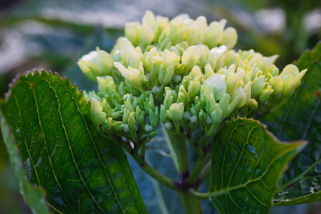 hydrangea. Close up of blossom plant in garden