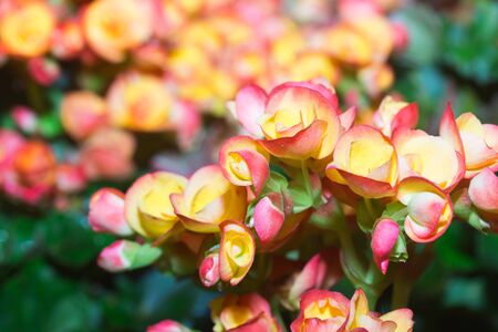 Begonias flower bloom among green leavesの写真素材