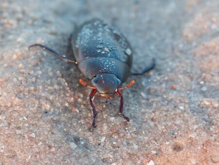 Black beetle insect On sandy beachの写真素材