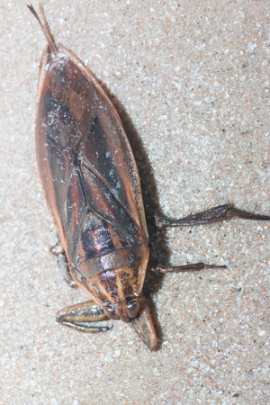 Pimp male insect On sandy beach
