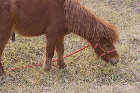 Dwarf Horse in farm Eating grassの写真素材