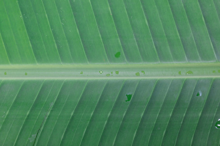Green fresh banana leaf backgroundの写真素材
