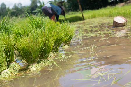 Farmers are growing rice tree in the paddy  fieldsの写真素材