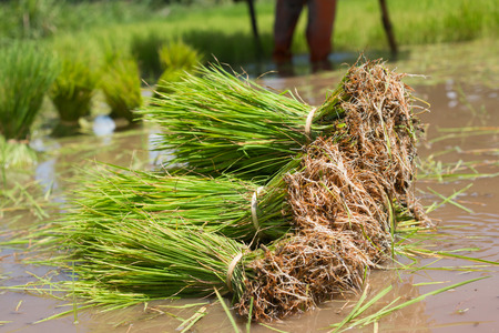 Rice tree in the paddy  fieldsの写真素材