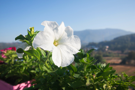 white petunia flowers blooming in the gardenの写真素材