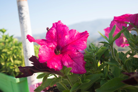 Colorful petunia flowers blooming in the gardenの写真素材
