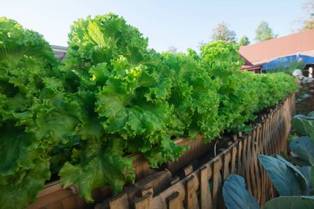 green Lettuce No chemicalsの写真素材