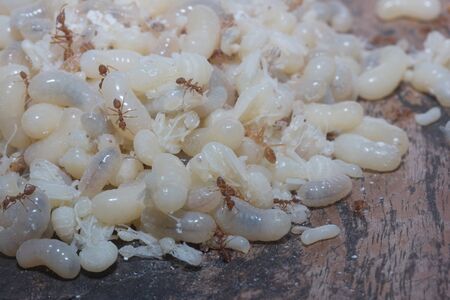 Red Ants eggs for cooking is very delicious, Thailandの写真素材