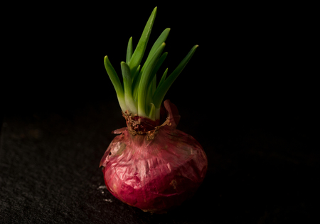 onion isolated on black  backgroundの写真素材