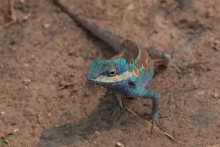 Blue and brown Chameleon breed of asiaの写真素材