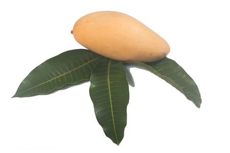 Yellow Fresh mango and Leaves  isolate on whiteの写真素材