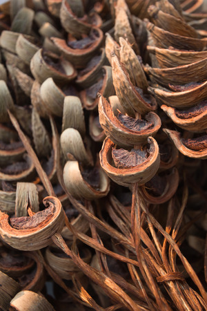 Dry Areca nut or betel nut after dried processの写真素材