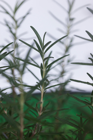 rosemary Leaves  isolated on nature backgroundの写真素材