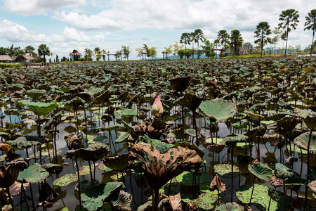 Beautiful Green Lotus  tree in lotus pondの写真素材