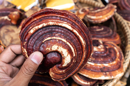 Dried Lingzhi Before make a drugの写真素材