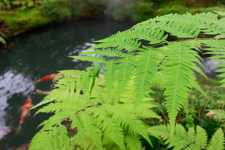 Green Fern family For gardeningの写真素材
