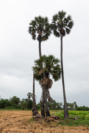 View of the Sugar palm tree in a paddy fieldの写真素材