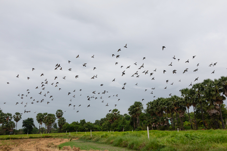View of the Sugar palm tree in a paddy field and Birds are flyingの写真素材