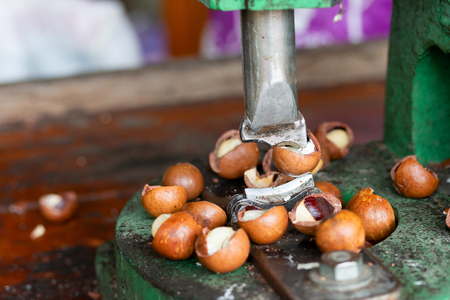Equipment for peel macadamia in the factory before packagingの写真素材