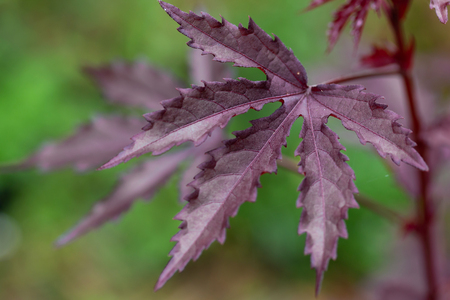 purple Marijuana leaves on  marijuana treeの写真素材
