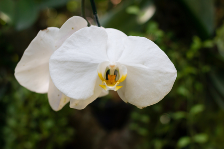 Orchid flower in the gardenの写真素材