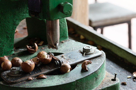 Equipment for peel macadamia in the factory before packaging
