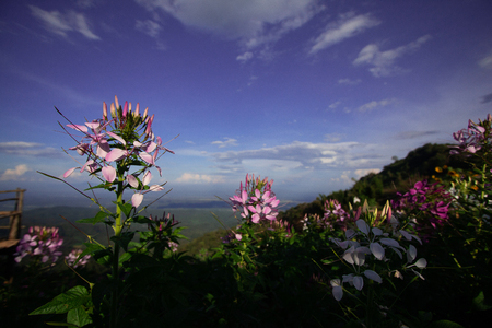 Beautiful Cleome or Spider Flowers is Tropical Plants are blooming with Sky Blueの写真素材