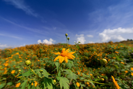 Beautiful Mexican sunflower are blooming with Sky Blueの写真素材